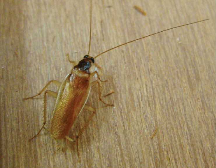 Brown Banded Cockroach