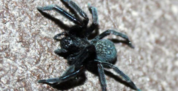 Black House Spiders