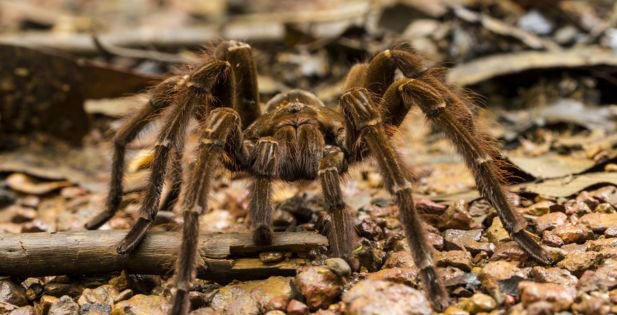 Huntsman Spiders