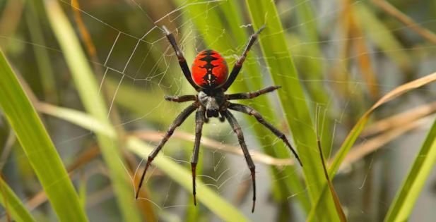 Redback Spiders