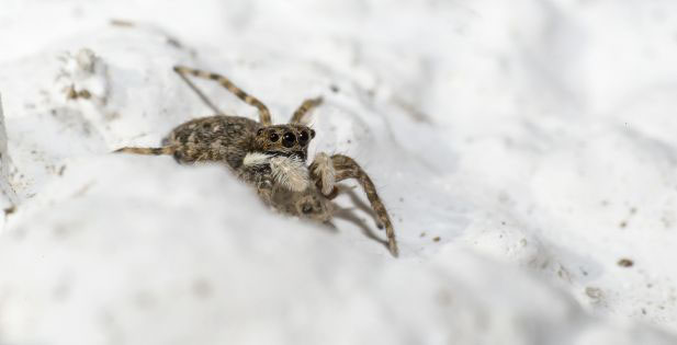 White-Tail Spiders