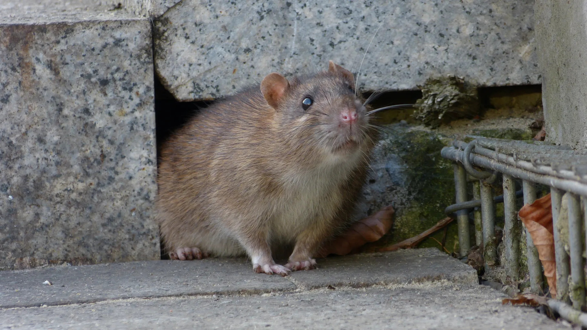 Norway Rat