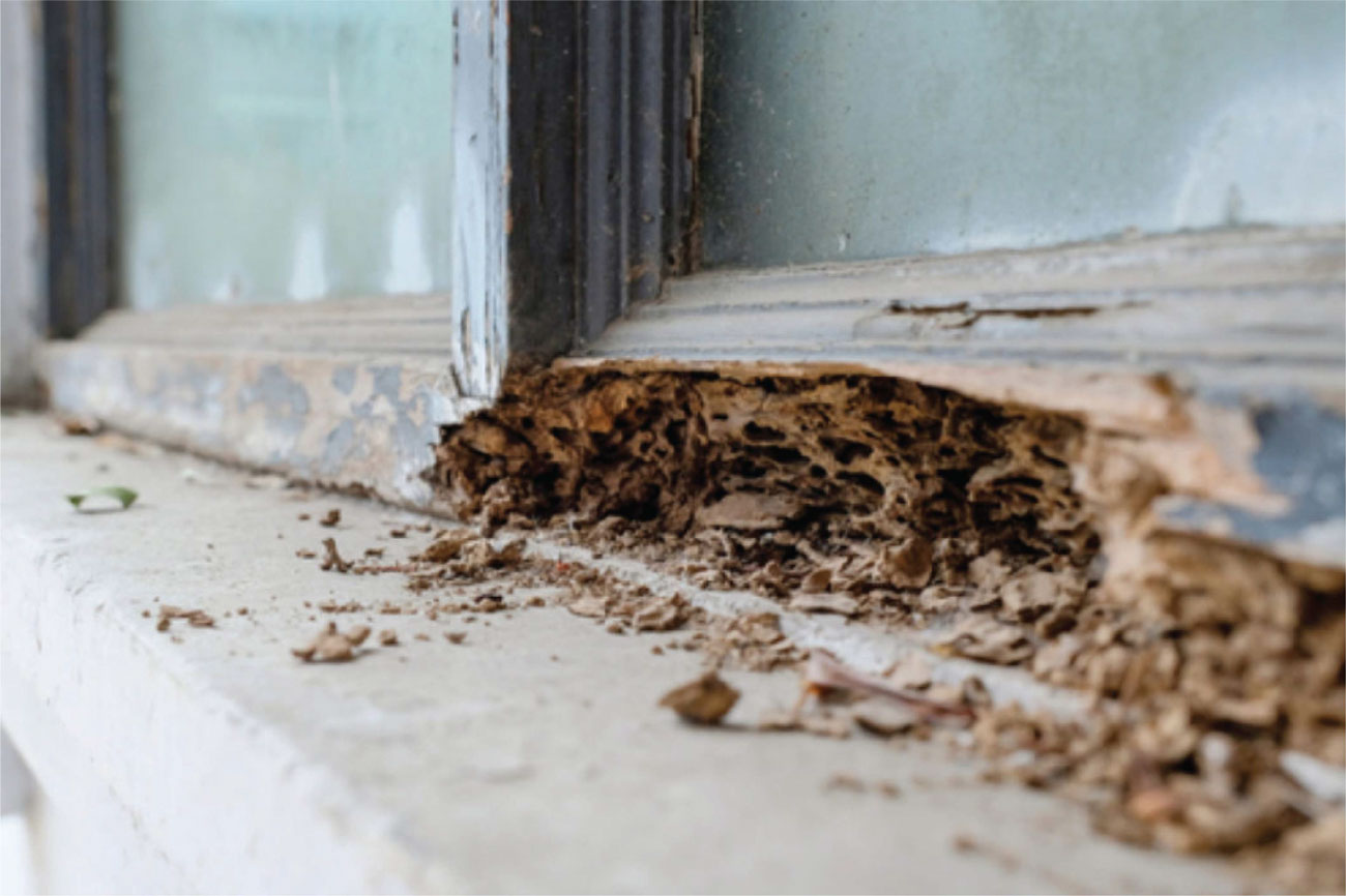Understanding Termite Problems