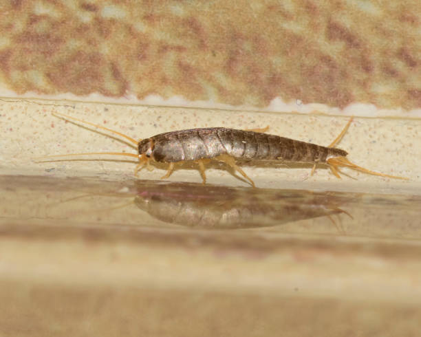 silverfish control solutions