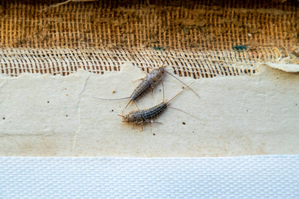 Silverfish Control Services