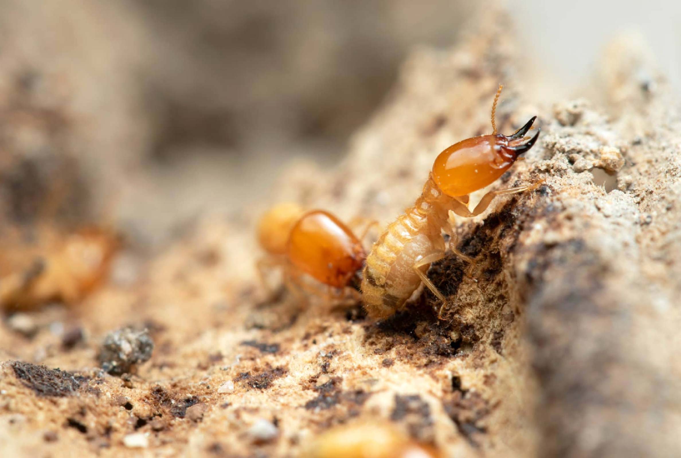 Termite Inspection Officer | Professional Termite Inspection Services ...
