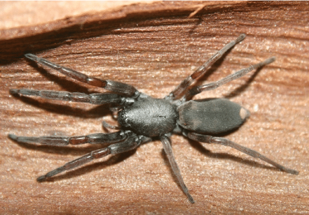 White-Tail Spiders