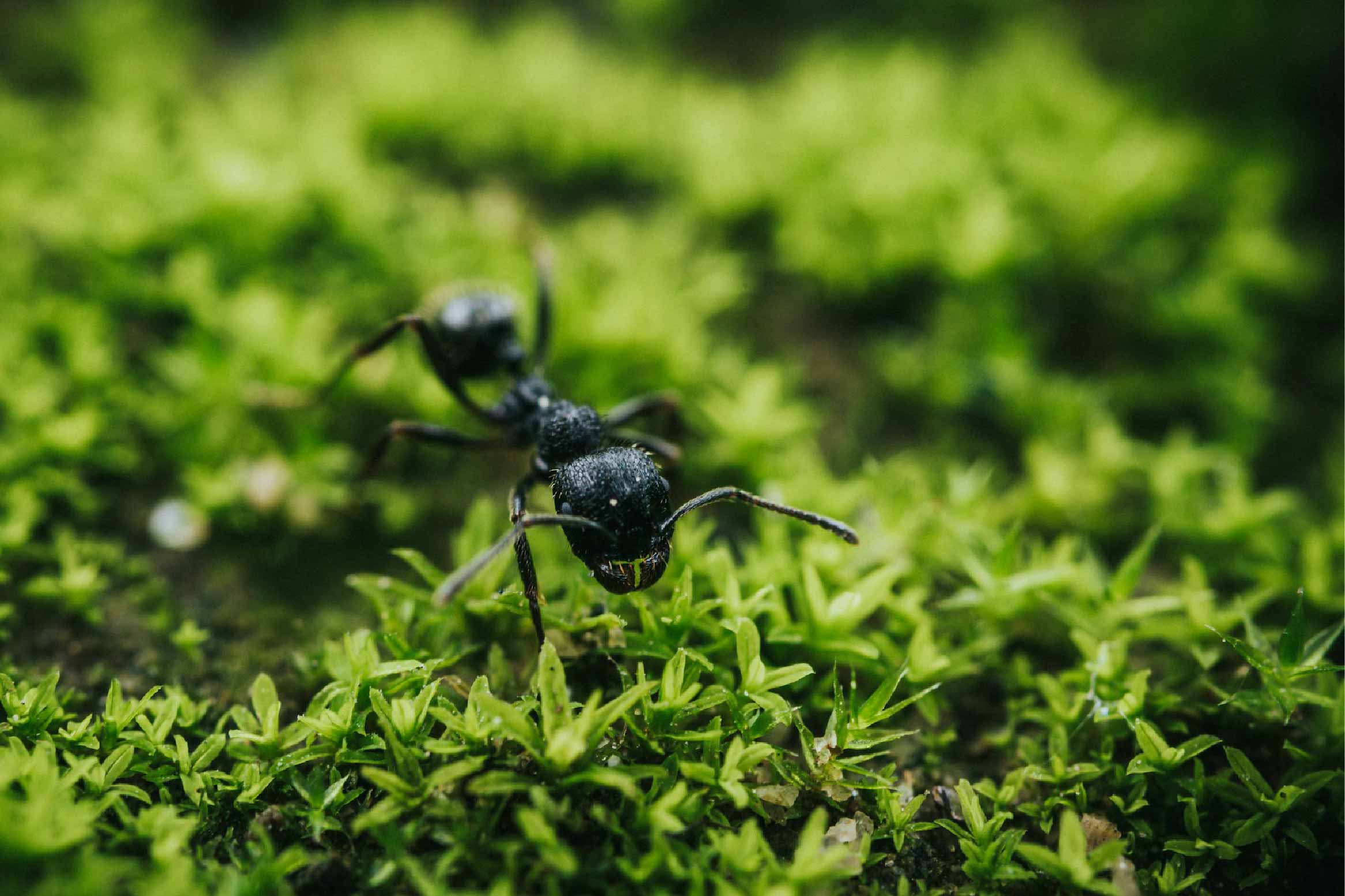 Black Garden Ants