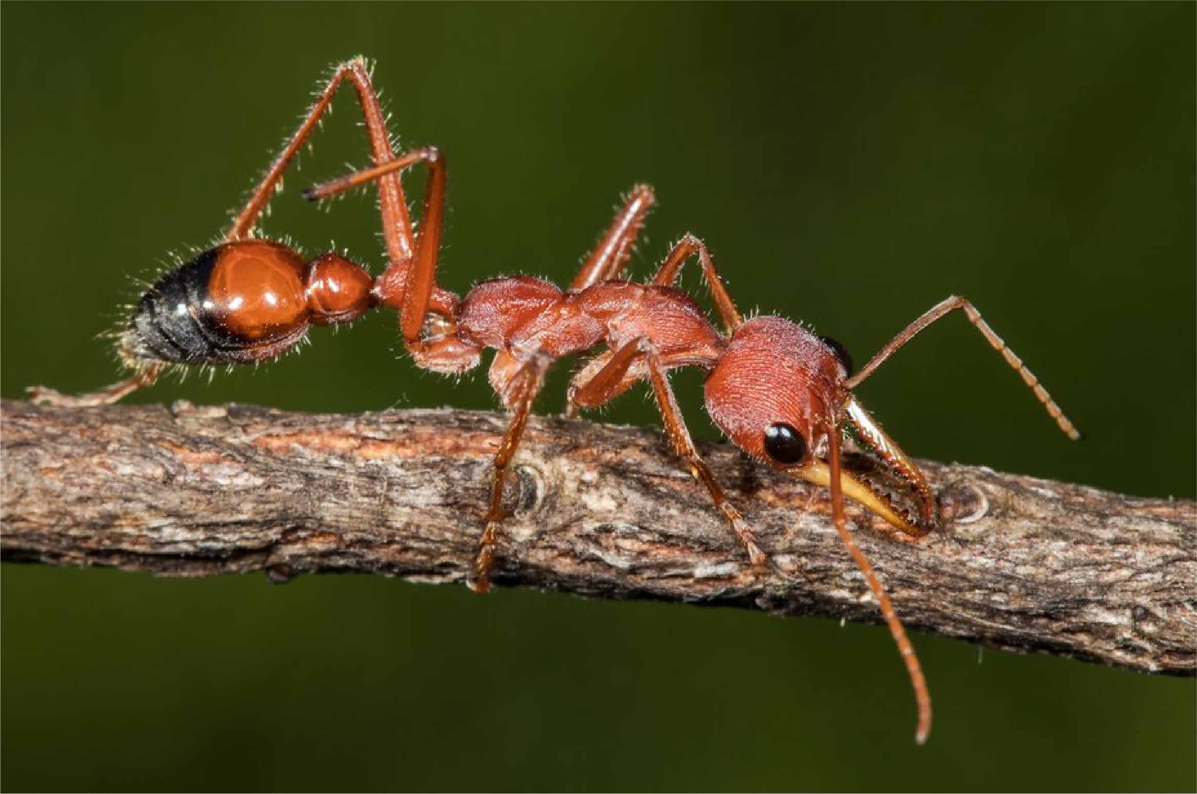 Bull Ants