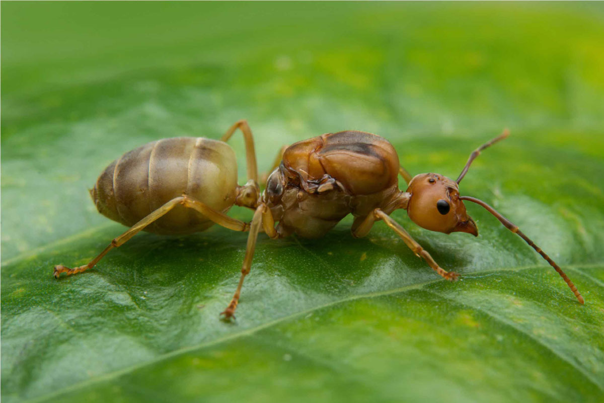 Coastal Brown Ants