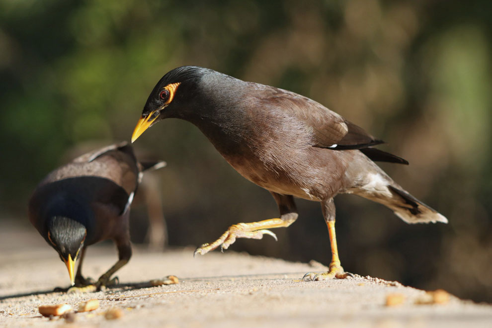 Common Myna