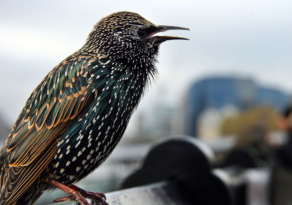 Common Starling