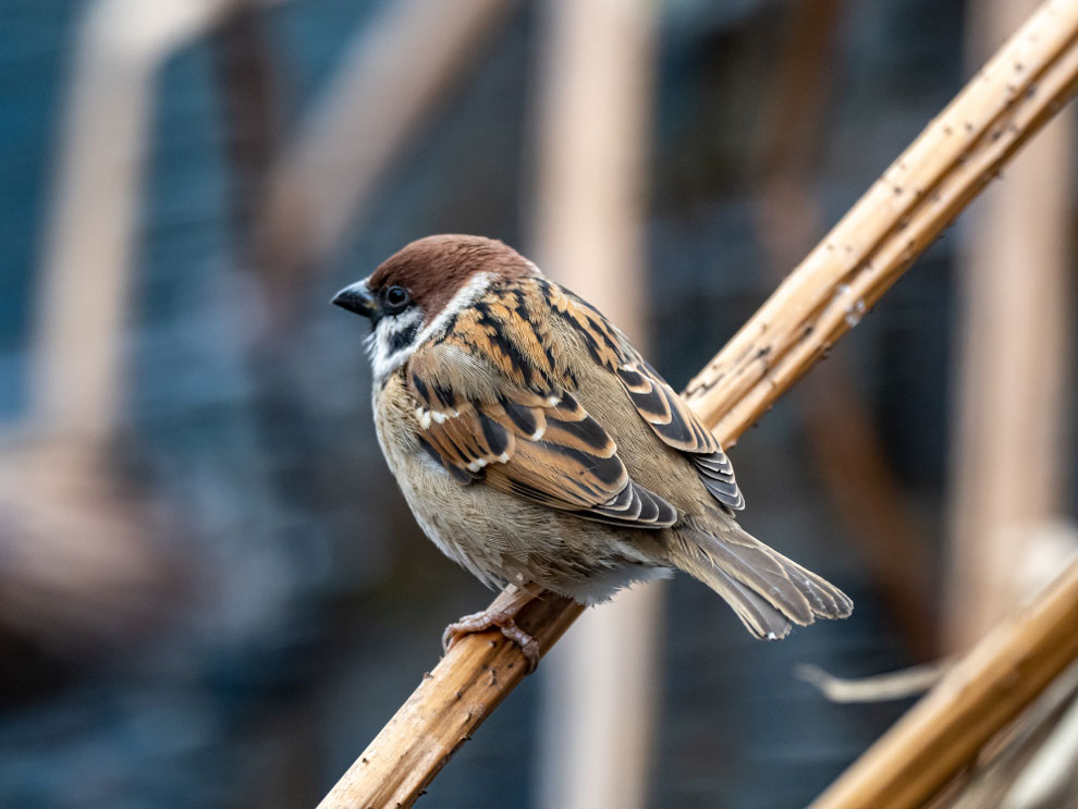 House Sparrow