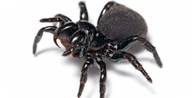 Mouse Spiders