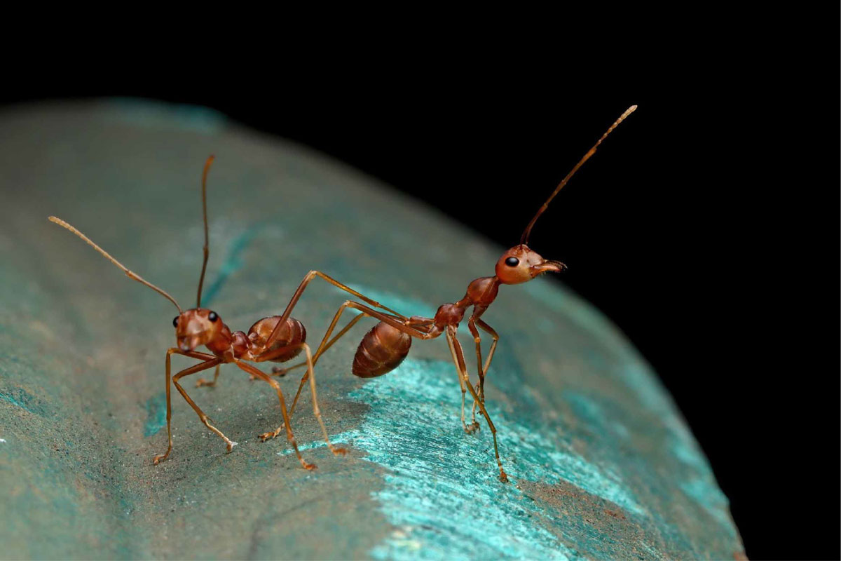 Singapore Ants