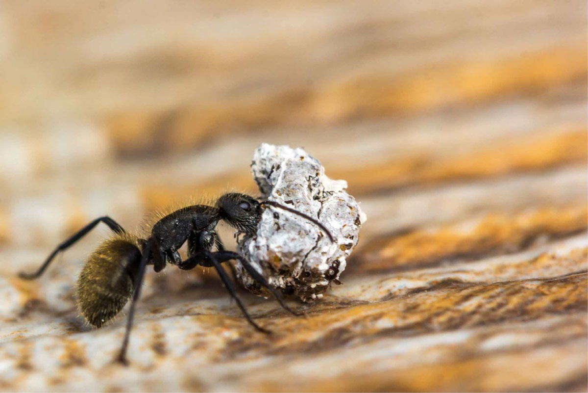 White-footed House Ants
