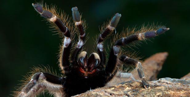 Wolf Spiders