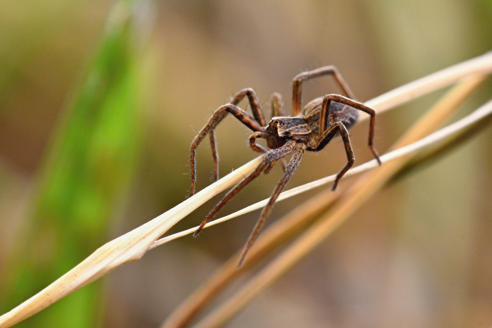 Spider Control