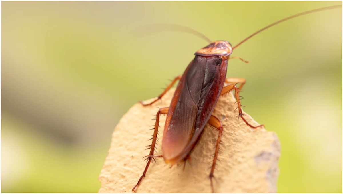 Cockroach Control