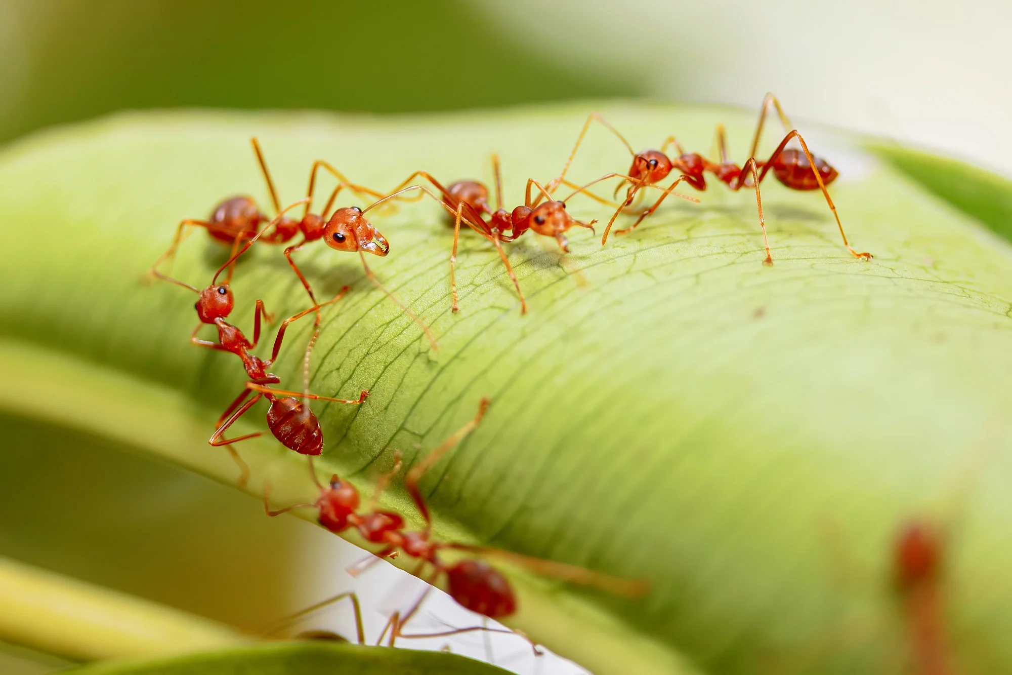 Ant Control