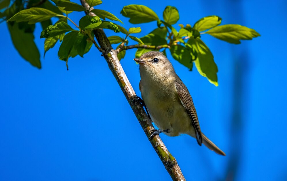 Bird Control