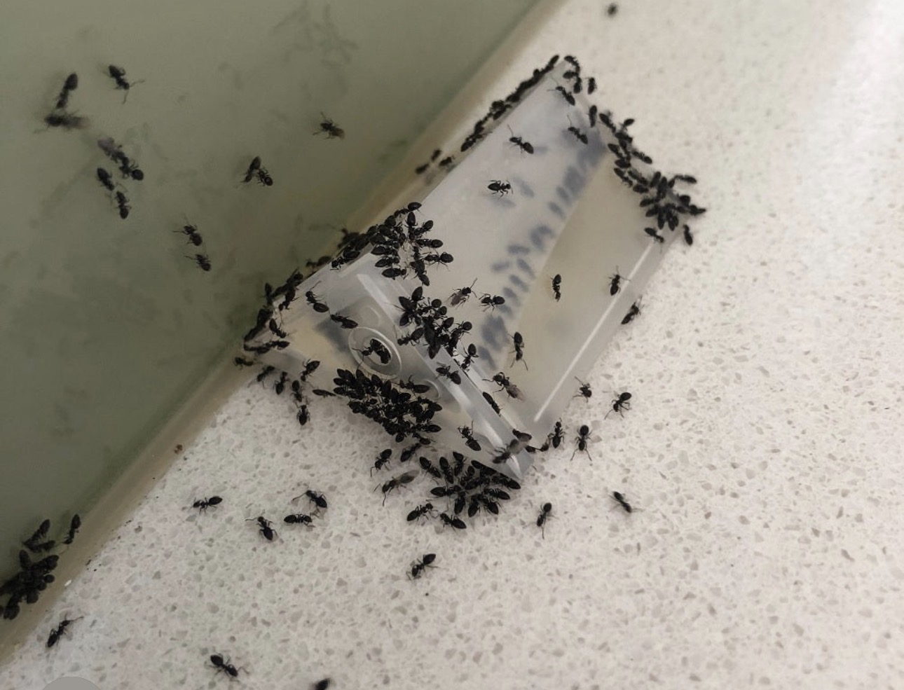 Pest Activity Detection