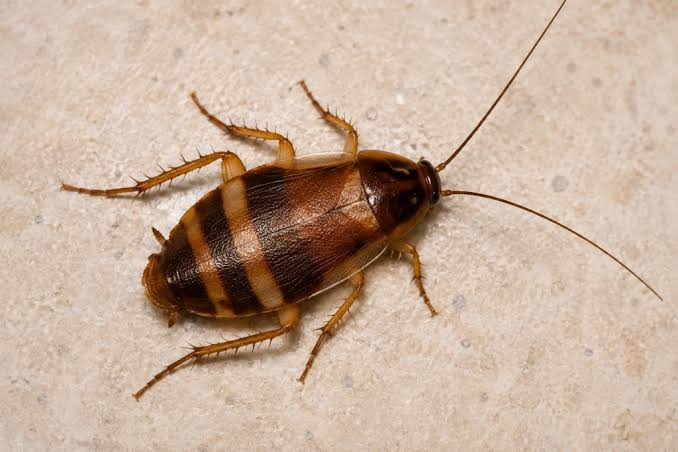 Brown Banded Cockroach