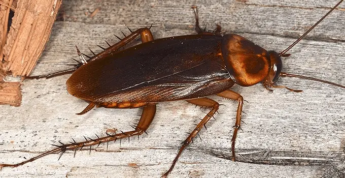 American Cockroach