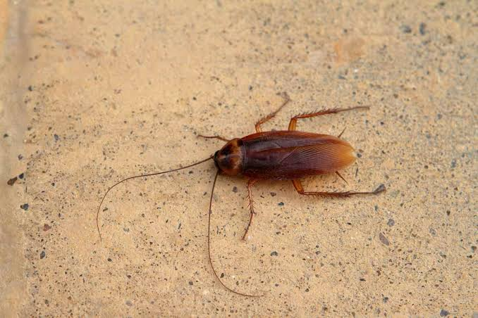 Oriental Cockroach