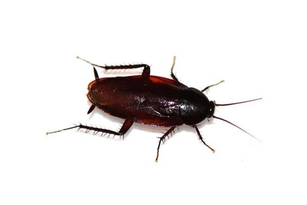 Smoky Brown Cockroach